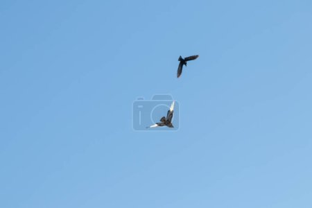 Black crow fighting against falcon or eagle in blue sky to expel the bird of prey and defend against threat of attacking falcon as angry crow fights in sky with aggressive hawk to protect little birds