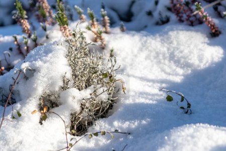 Photo for The winter ends and the springtime shows fresh green and snow covered flowers after snowfall with melting ice and melting snow in the spring sunshine to welcome the revival of life and nature - Royalty Free Image
