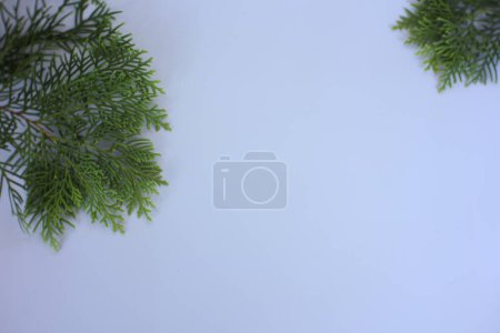 Photo for Frame with small Japanese cypress (Chamaecyparis, coniferous tree) - Royalty Free Image