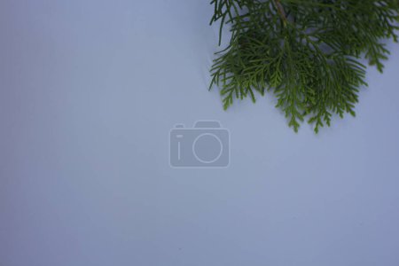 Photo for Frame with small Japanese cypress (Chamaecyparis, coniferous tree) - Royalty Free Image