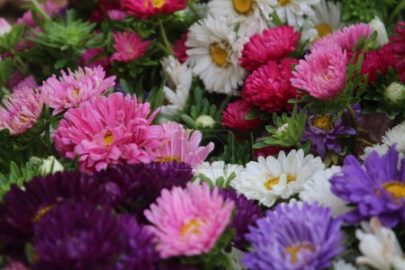 China Aster, Callistephus chinensis multicolored flowers in one bucket container.