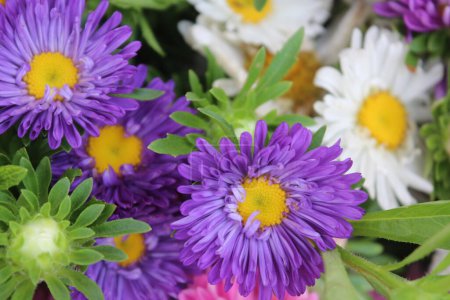 China Aster, Callistephus chinensis multicolored flowers in one bucket container.