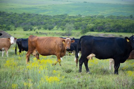 Téléchargez les photos : Couleur vaches dans le fond du champ vert - en image libre de droit
