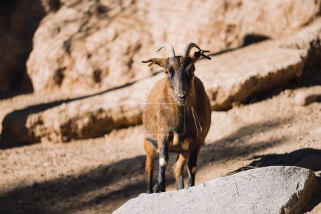 Téléchargez les photos : Portrait d'une chèvre broutant dans son habitat. mammifères, animaux de ferme, bétail - en image libre de droit