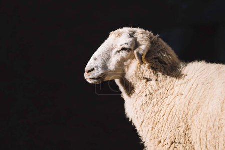 Téléchargez les photos : Portrait d'un mouton de profil sur fond noir. mammifères, animaux de ferme, bétail - en image libre de droit