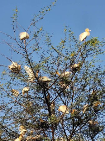 Schräg angeschossene Reiher hocken an sonnigen Tagen auf einem Baum vor blauem Himmel