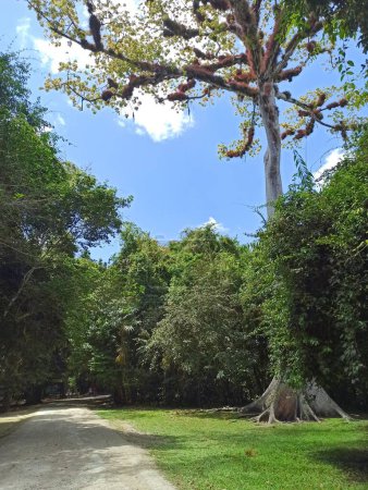 Photo for Guardian of the Mayan Ruins: The Majestic Ceiba Tree in Tikal, Peten, Guatemala - Royalty Free Image
