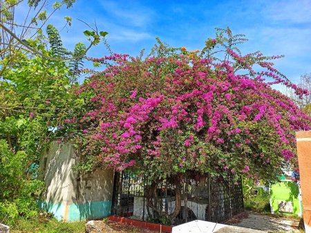 Lebendiger Bougainvillea-Baum inmitten eines guatemaltekischen Friedhofs am Tag der Toten