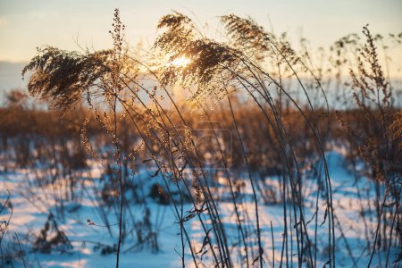 Foto de Dry grass, close-up at evening sunset. Winter theme - Imagen libre de derechos
