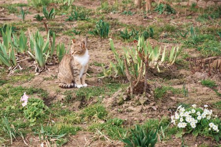 Foto de Gato y las primeras flores de primavera. Flores de onagra florecientes en el jardín. - Imagen libre de derechos
