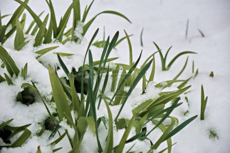 Foto de Los fines de invierno y la primavera muestran verdes frescos cubiertos de nieve para dar la bienvenida al renacimiento de la vida y la naturaleza. - Imagen libre de derechos
