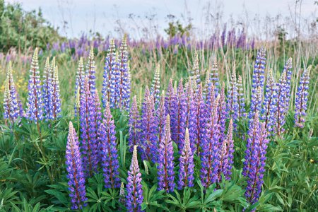 Foto de Verano flores de altramuz silvestre en un prado al atardecer. Flores de altramuz púrpura. Flor de verano. - Imagen libre de derechos