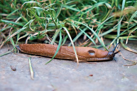 A large red Spanish slug crawls on the ground.