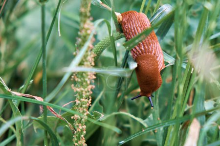 A large red Spanish slug crawls on the grass.