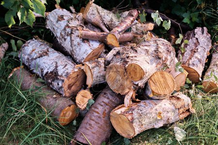 Foto de Una pila de troncos de madera yace caóticamente en el suelo. - Imagen libre de derechos