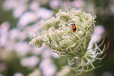 Téléchargez les photos : Un scarabée rouge avec un point noir est assis sur une inflorescence d'une carotte sauvage. - en image libre de droit