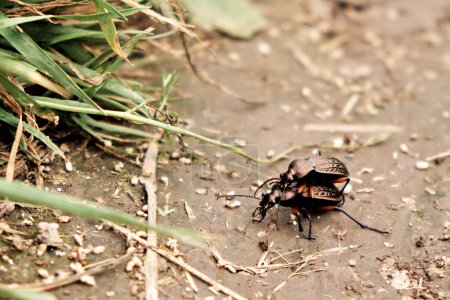 Téléchargez les photos : Un coléoptère porte un autre coléoptère. - en image libre de droit