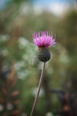 Photo for Light lilac thistle flower on a bright green background of summer nature. Close-up. - Royalty Free Image