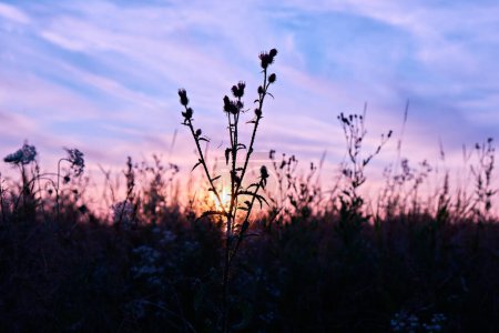 Photo for Trunk with thistle flowers at sunset. Close-up. Nature. - Royalty Free Image