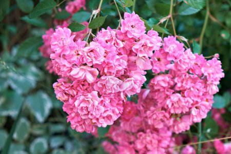 Foto de Un arbusto de rosas rosadas en un brillante día de verano. Enfoque selectivo. - Imagen libre de derechos
