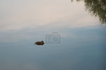 Photo for Female mallard in the wild on a lake on a sunny day. - Royalty Free Image