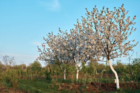 Foto de Flores de cerezo en el jardín, sobre el fondo del cielo azul. - Imagen libre de derechos