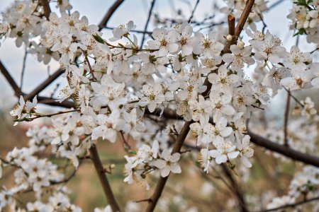 Foto de Primer plano de las flores de cerezo
. - Imagen libre de derechos