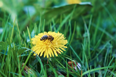 Foto de A honey bee collects pollen and nectar on a dandelion flower. Selective focus. - Imagen libre de derechos