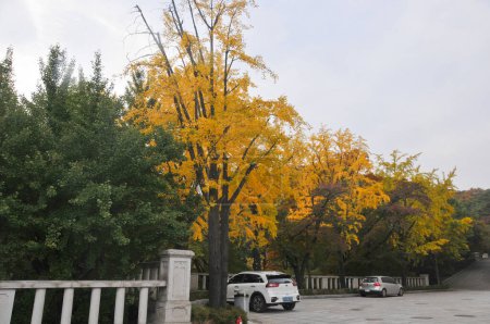 Foto de SEOUL, COREA DEL SUR - 26 DE OCTUBRE DE 2022: 2 aparcamiento en la Universidad Kyung Hee con árboles coloridos follaje en otoño. - Imagen libre de derechos
