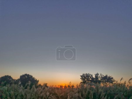 Photo for Calm and serene beautiful garden of wild rice trees in the windy afternoon with clear sky and sunset scene - Royalty Free Image