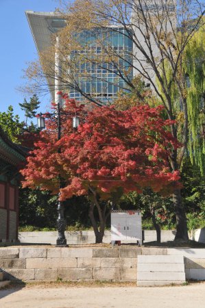 Photo for SEOUL, SOUTH KOREA - OCTOBER 24, 2022: Red leaves maple tree foliage with white storage box in front of modern buildings of Sungkyunkwan University in Autumn. - Royalty Free Image
