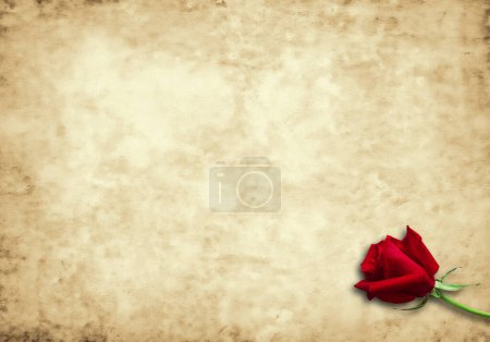 Photo for Red rose on old paper background - Royalty Free Image