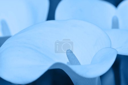 Téléchargez les photos : Fleur bleue dans le jardin - en image libre de droit