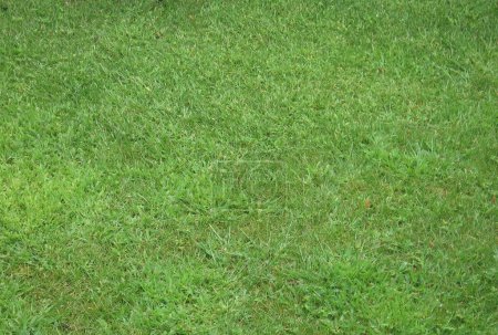 Téléchargez les photos : Vert herbe texture fond - en image libre de droit