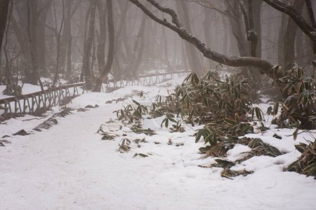 Foto de Ver paisaje y nieve cayendo cubierto de árboles de plantas en el bosque en el volcán Hanla Mountain o el Monte Halla en el Parque Nacional Hallasan para los coreanos visita de viaje en la isla de Jeju en Jeju-do, Corea del Sur - Imagen libre de derechos