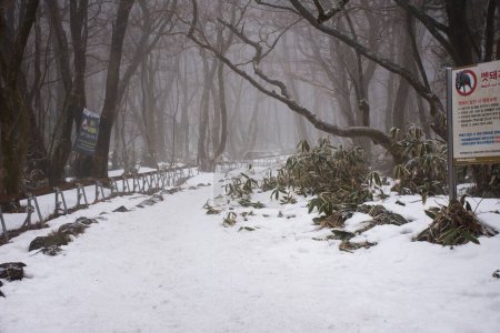 Foto de Ver paisaje nevado árbol cubierto de plantas en el bosque en la montaña Hanla o el monte Halla en el Parque Nacional Hallasan para los coreanos visita de viaje a Jeju el 17 de febrero de 2023 en Jeju-do, Corea del Sur - Imagen libre de derechos