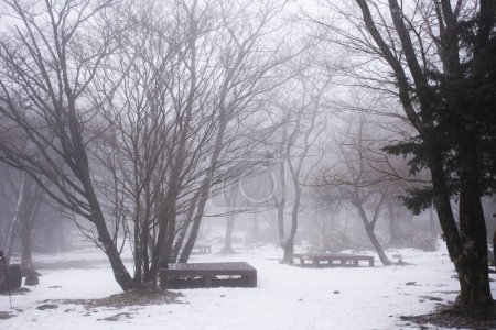 Foto de Ver paisaje y nieve cayendo en el jardín en el volcán Hanla Mountain o el Monte Halla en el Parque Nacional Hallasan para personas coreanas y viajeros extranjeros visita de viaje en la isla de Jeju en Jeju do, Corea del Sur - Imagen libre de derechos