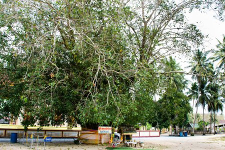 Foto de Antiguo santuario Khun Sri Sattha en el árbol bodhi y la planta banyan del templo Wat Tha Khae para la gente tailandesa de viaje visita respecto a la bendición de oración deseo santo misterio el 12 de marzo de 2023 en Phatthalung, Tailandia - Imagen libre de derechos