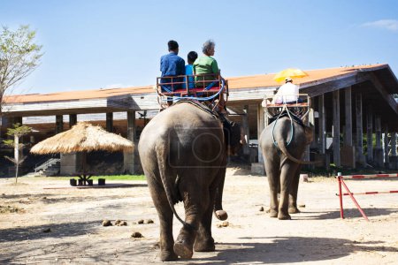 Photo for Traveler thai people travel riding elephants trip tour around Ban Ta Klang or Taklang Elephant Village Study Centre and visit elephant ground show at Tha Tum city on January 5, 2024 in Surin, Thailand - Royalty Free Image