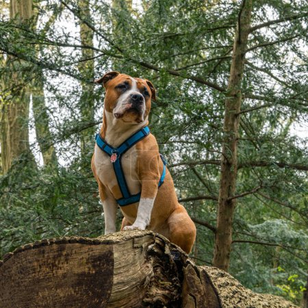 Téléchargez les photos : Portrait d'un American Staffordshire Terrier dans un parc à l'extérieur. - en image libre de droit