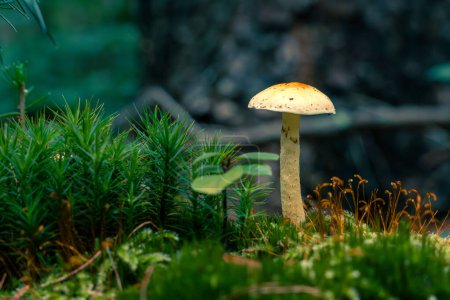 Téléchargez les photos : Champignons d'automne dans la mousse de forêt. Gros plan sur les champignons forestiers poussant sur les souches. - en image libre de droit