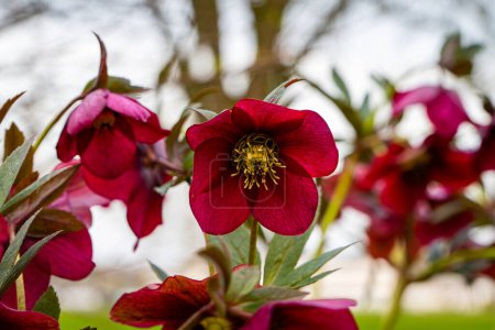 Téléchargez les photos : Fleur Printemps Dame Rouge. Fleur d'hellébore oriental violet, macro. - en image libre de droit
