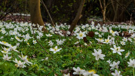 Photo for Anemone nemorosa. Spring forest and beautiful , white anemones. - Royalty Free Image