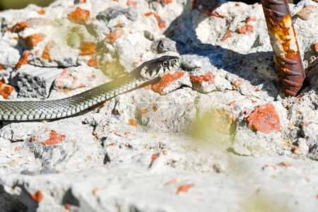 Téléchargez les photos : Un serpent se prélasse au soleil printanier sur un chantier de construction de la ville. Le serpent de sang froid réchauffe son corps sur l'asphalte en prévision de ses proies. - en image libre de droit