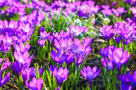 Téléchargez les photos : Vue des crocus en fleurs dans une clairière le matin. Gros plan de magnifiques crocus en fleurs au printemps. - en image libre de droit