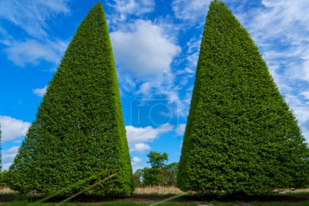 Téléchargez les photos : Beaux arbres taillés en différentes formes. Découper des arbres sur un fond de ciel bleu dans une pépinière. - en image libre de droit