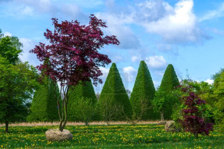 Schöne Bäume in verschiedene Formen getrimmt. Baumschnitt vor blauem Himmel in einer Gärtnerei.