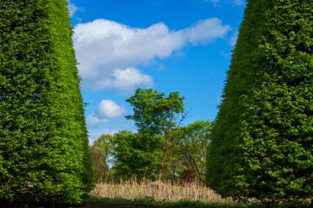 Photo for Beautiful trees trimmed into various shapes. Trimming trees against a background of blue sky in a plant nursery. - Royalty Free Image