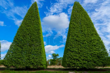 Téléchargez les photos : Beaux arbres taillés en différentes formes. Découper des arbres sur un fond de ciel bleu dans une pépinière. - en image libre de droit