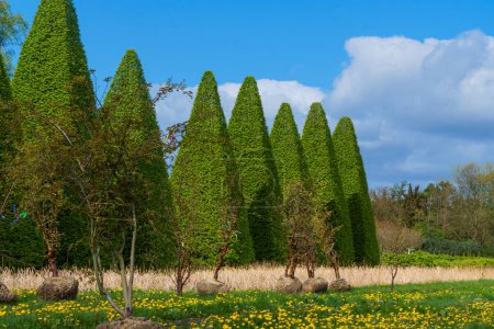 Photo for Beautiful trees trimmed into various shapes. Trimming trees against a background of blue sky in a plant nursery. - Royalty Free Image
